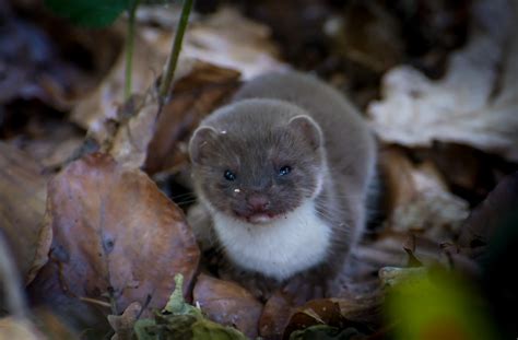 Baby weasel 4 | In the undergrowth in the arboretum, Langley… | Flickr