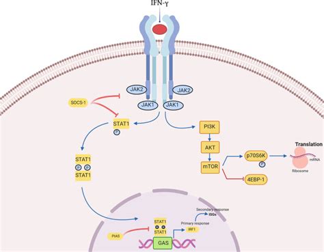 Roles of IFN-γ in tumor progression and regression: a review ...