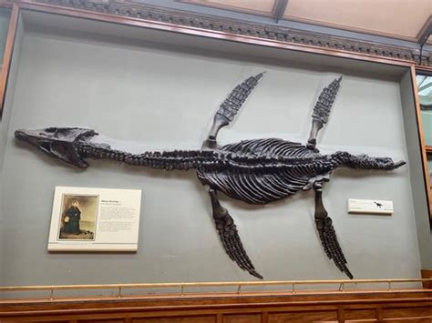 Mary Anning's Plesiosaur – London, England - Atlas Obscura