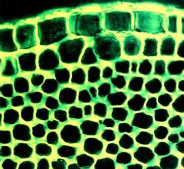 Difference between Parenchyma and Collenchyma