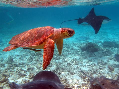 Loggerhead Sea Turtle Habitat