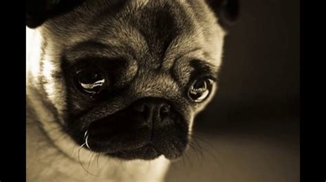 These Sad animals will make you cry - YouTube