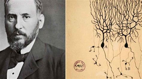 Ramón y Cajal y el arte de dibujar el cerebro