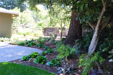 landscaping in shade | shade garden under redwood trees julie orr ...