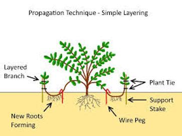 Simple Layering Method for Making FREE Plants