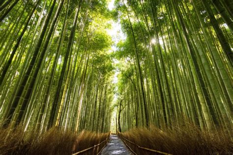 Sagano Bamboo Forest - Juan F. Griffin | Nature photography, Bamboo forest, Fine art