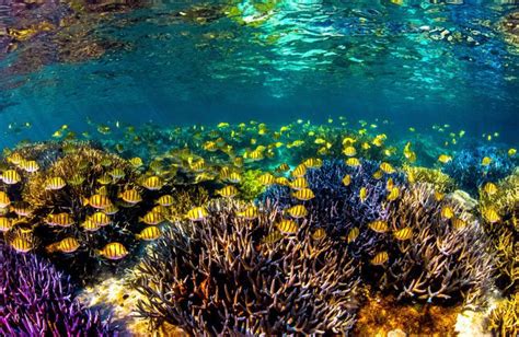 Ningaloo Reef – exotic & unique paradise