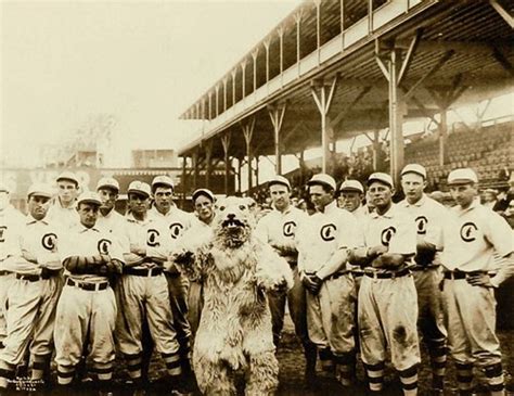 Why the Chicago Cubs are Named After a Baby Bear and The Long, Weird History of Their Mascot