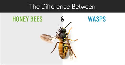 Difference Between Hornet And Bee