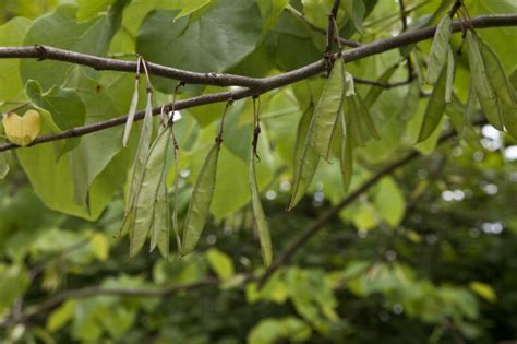 Seed Pods Hanging from the Branch of a Redbud Tree | ClipPix ETC ...