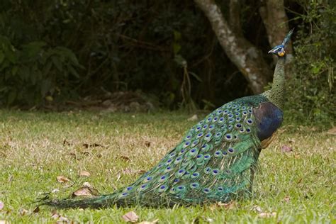 Myanmar's most important bird: the Green Peafowl (Pavo muticus) or ...