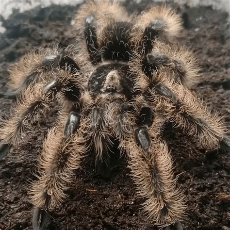 Brachypelma (now Tliltocatl) albopilosum (Nicaraguan Curly Hair ...