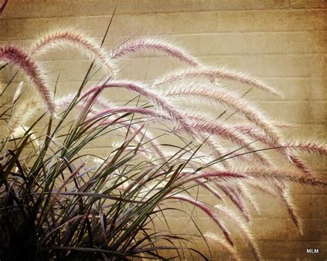 Sweet Leaf Notebook: Texture Tuesday : Purple Fountain Grass