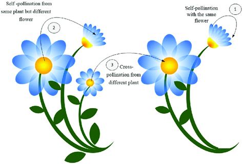 Self Pollination Examples