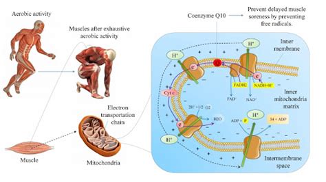 Are coenzyme q10 supplements safe? - YanggeBiotech