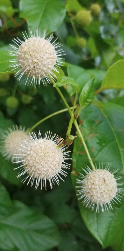 In the Garden | Native buttonbush doubles as landscape plant | Living ...