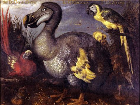 Why The Dodo Bird Went Extinct - Business Insider