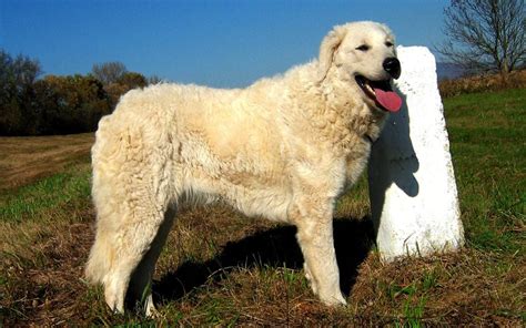 Kuvasz Puppies Breed information & Puppies for Sale