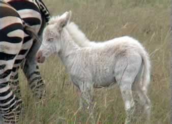 I Spy Animals: When zebras go pale...