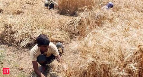 Wheat harvesting: Wheat harvesting in Punjab, Haryana next week - The Economic Times