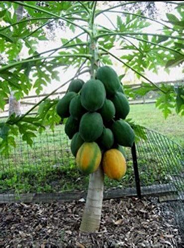 30 Rare Dwarf maradol Papaya Seeds New Hybrid Tree Seeds high viable ...