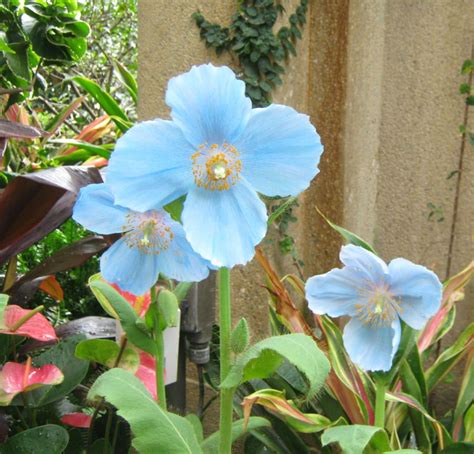 Photograph & Phlowers – Wordless Wednesday/Blue Poppies/Longwood ...