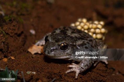 Common Midwife Toad Photos and Premium High Res Pictures - Getty Images