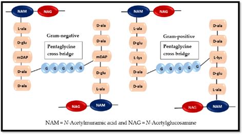 Pentaglycine cross-linkages in Gram-negative and Gram-positive ...