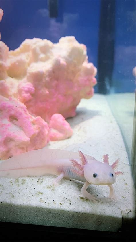 Axolotl - Pink | Pink fish, Axolotl tank, Axolotl pet