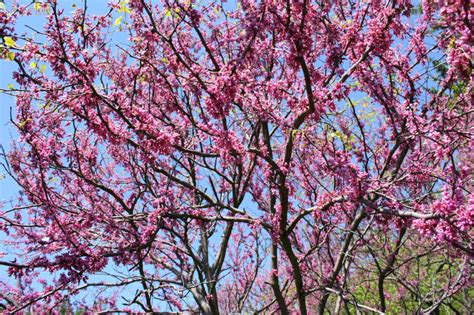 Texas Redbud - Cercis canadensis 'Texensis' - North American Insects & Spiders