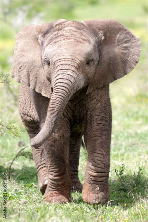 Cute baby elephant calf in this portrait image from South Africa Photos | Adobe Stock