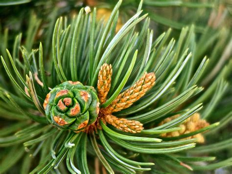 Pinon & Herbal Medicine | The Foragers Path | Flagstaff, Arizona