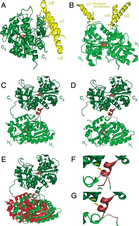 Figure 5 from Structure of the Human Transferrin Receptor-Transferrin Complex | Semantic Scholar