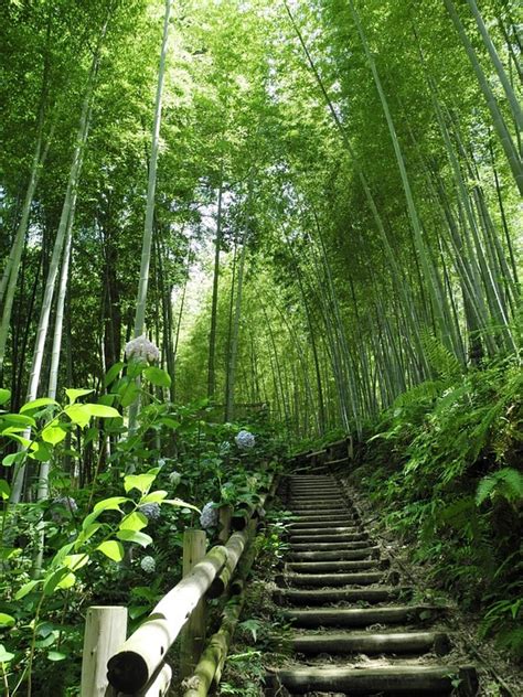 234 Wallpaper Hutan Bambu Jepang Pics - MyWeb