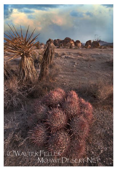 Mojave Desert Cactus - Desert Plants