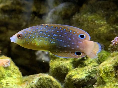 Wrasse identification? | Reef2Reef