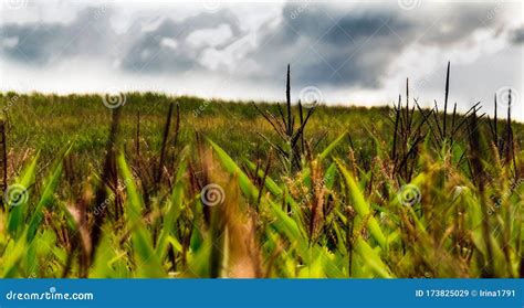 Corn Field on a Summer Day at Sunset Stock Image - Image of close ...