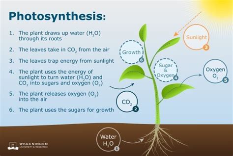 Explain the various steps involved in the process of photosynthesis ...