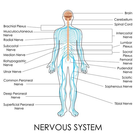 Nerves Of The Body - Human Anatomy Diagram | Nervous system diagram ...