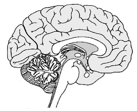 Midbrain Diagram | Quizlet