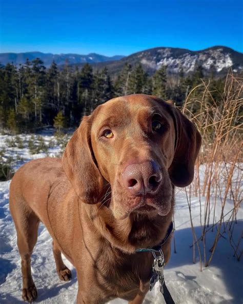 Top 8 Adorable Bloodhound Mixes: Choose Your Bloodhound Mixed Breed