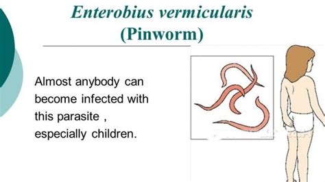 Enterobius vermicularis- Morphology, Life cycle, transmission ...