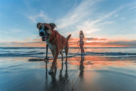 Woman Walking Dog Beach Sunrise Royalty Free Photo