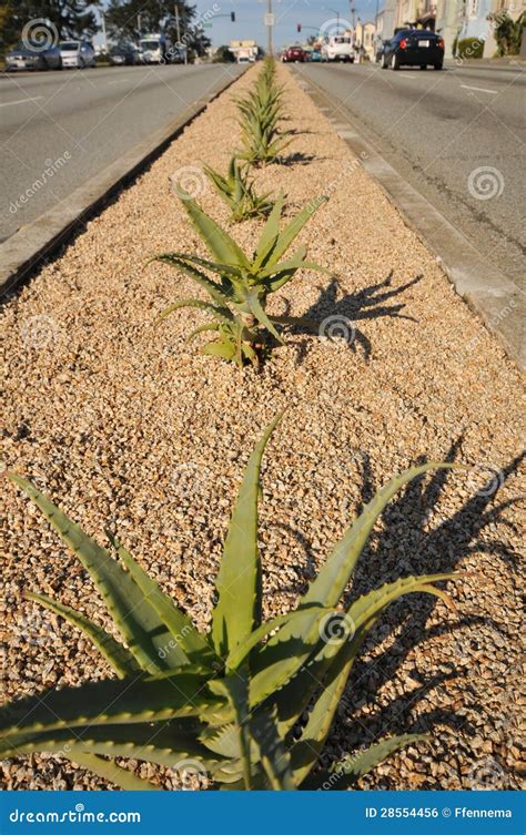 Row of Cactus in a City Street Median Strip Stock Photo - Image of plants, gravel: 28554456