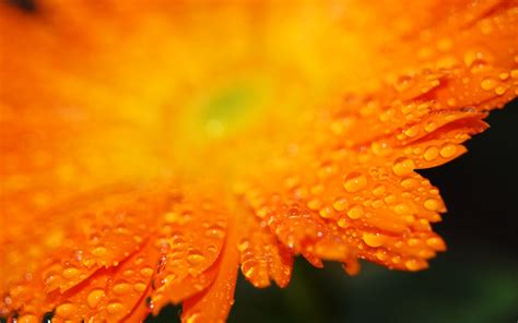 Orange Flower HD Wallpapers