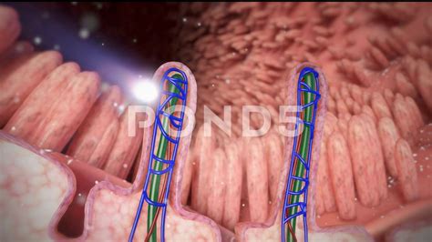 It Contains Peyer's Patches In The Small Intestine. 3D Medical ...