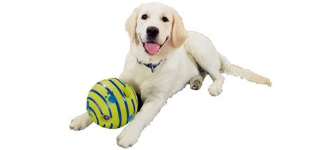 Best Toys for Blind Dogs (Review & Buying Guide) in 2019