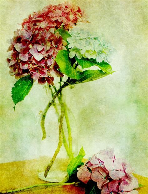 Hydrangea Flowers Vintage Painting Free Stock Photo - Public Domain ...