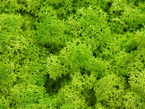 Growing And Transplanting Moss Plants - How To Propagate Moss