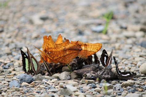 A group of butterfly sucking nutrients out of poop - PixaHive